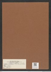 Actinoptychus stella A. Schm. (de-Toni-Nr.: Genus 227, Species 5615) Zeichnungen Sammlung Grunow Mappe 05358 (Herbarium_W_Grunow_drawings_Folder_05358)